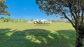 Terreno à venda em Londrina, Recanto do Salto, com 2600 m², Estancia Bom Tempo