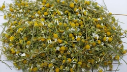 CHAMOMILE FLOWER Matricaria recutita