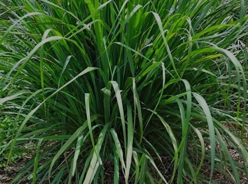 LEMON GRASS Cymbopogon citratus