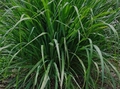 LEMON GRASS Cymbopogon citratus