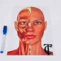 Display com foto impressa - Logo alto relevo inicial ou desenho