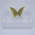 Caixa P tampa removível Borboleta