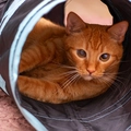 Brinquedo Túnel de Gato em T Dobrável - Azul