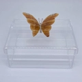 Caixa P tampa removível Borboleta
