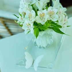 Bandeja 15mm Borboleta