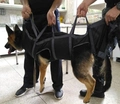 Maca de extricação K9